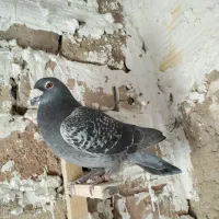 کفتر|پرنده|خوسف, |دیوار