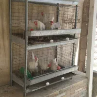 قفس مرغ تخمگذار