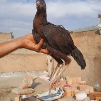 مرغ و خروس لاری