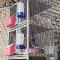 جفتگاه پرنده