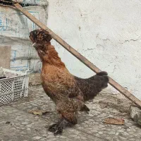 فروش مرغ و خروس سلطان