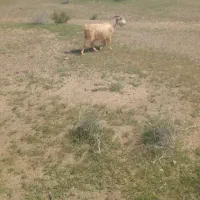 بز کهره|حیوانات مزرعه|جیرفت, |دیوار