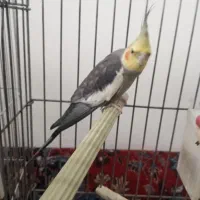 عروس هلندی نر و ماده|پرنده|شیرگاه, |دیوار