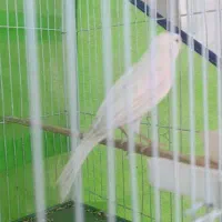 قناری سفد معاوضه باسهره