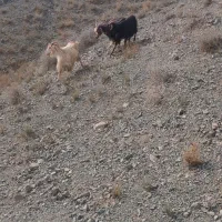 بزجوان|حیوانات مزرعه|سبزوار, قصبه شرقی|دیوار