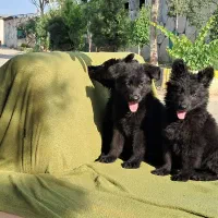 توله های بانمک گلدن و ژرمن و دوبرمن طبق عکس|سگ|قدس, شهرک فرزان|دیوار