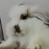 خرگوش لوپ|موش و خرگوش|اردبیل, |دیوار