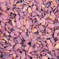 گیاه دارویی