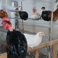 شش مرغ  دم تخم و دو خروس  زیبا و سالم از نژاد درشت