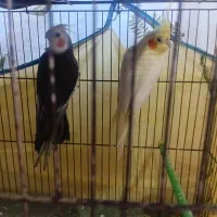 جفت عروس هلندی مولد