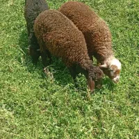 بره نروماده افشاری