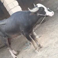 یک گاومیش نر  چهار ساله برای فروش به علت مالی|حیوانات مزرعه|اهواز, دغاغله|دیوار