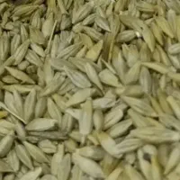 جو محلی خالص بدون علف