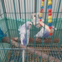 مرغ عشق پروانه ای