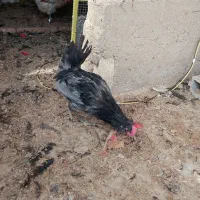 خروس جوان گلین