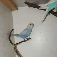 مرغ عشق رنگ خواص|پرنده|مشگین شهر, |دیوار