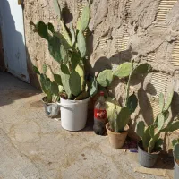 کاکتوس میوه ده