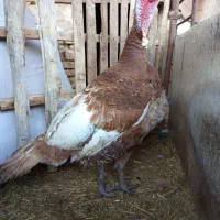 بوقلمون دوساله