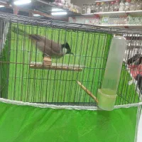 پرنده|پرنده|نورآباد, |دیوار