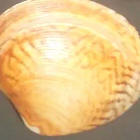 فروش کلکسیون صدف دریایی