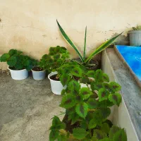 حسن یوسف ..عروس..قاشقی|گل و گیاه طبیعی|ایذه, |دیوار