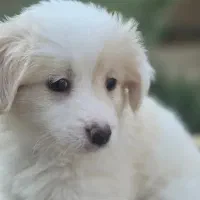 یک قلاده سگ پامر اشپیتز نر