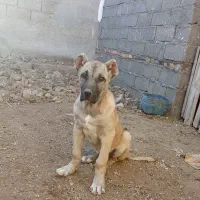 واگذاری توله ماده 3/5 ماهه|سگ|ترکمانچای, |دیوار