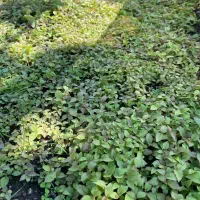 بزر (خزانه )نهال کیوی