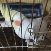 جفت عروس با تخم