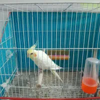 یک جفت عروس هلندی سالم و سرحال سینه پر