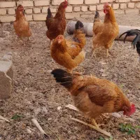 مرغ گلپایگانی جون|حیوانات مزرعه|کاشان, فاز ۲ ناجی آباد|دیوار