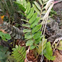 گل و گیاه جدید رسید