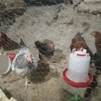 جوجه خروس محلی|حیوانات مزرعه|داراب, |دیوار