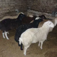 بره نرجعمی۷تا