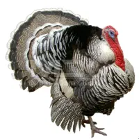 بوقلمون زنده محلی