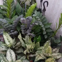 گل اپارتمانی