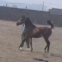 اسب معاوضه|اسب و تجهیزات اسبسواری|مشگین شهر, |دیوار