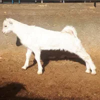 سانن|حیوانات مزرعه|رضویه, |دیوار