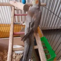 جوجه عروس هلندی|پرنده|اصفهان, صدف|دیوار
