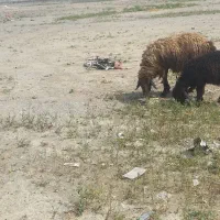 میش بردار بره نر