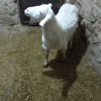 بز سانی|حیوانات مزرعه|همدان, |دیوار