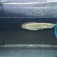 اروانا سیلور