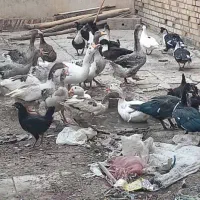 غاز و اردک|حیوانات مزرعه|اهواز, امانیه|دیوار