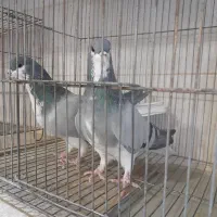 جفت شهری سبز|پرنده|شیراز, گویم|دیوار