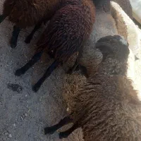 ۸راس بره نره چاق|حیوانات مزرعه|تاکستان, |دیوار