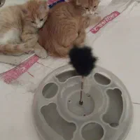 گربه نارنجی سفید|گربه|فردیس, فردیس|دیوار