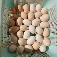 تخم غاز اردک روسی کله سبز