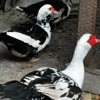 مرغ و اردک اسرائیلی