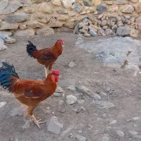 ۲خروس سرخ محلی لاری|حیوانات مزرعه|بانه, |دیوار