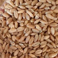 فروش گندم آبی پیشگام
